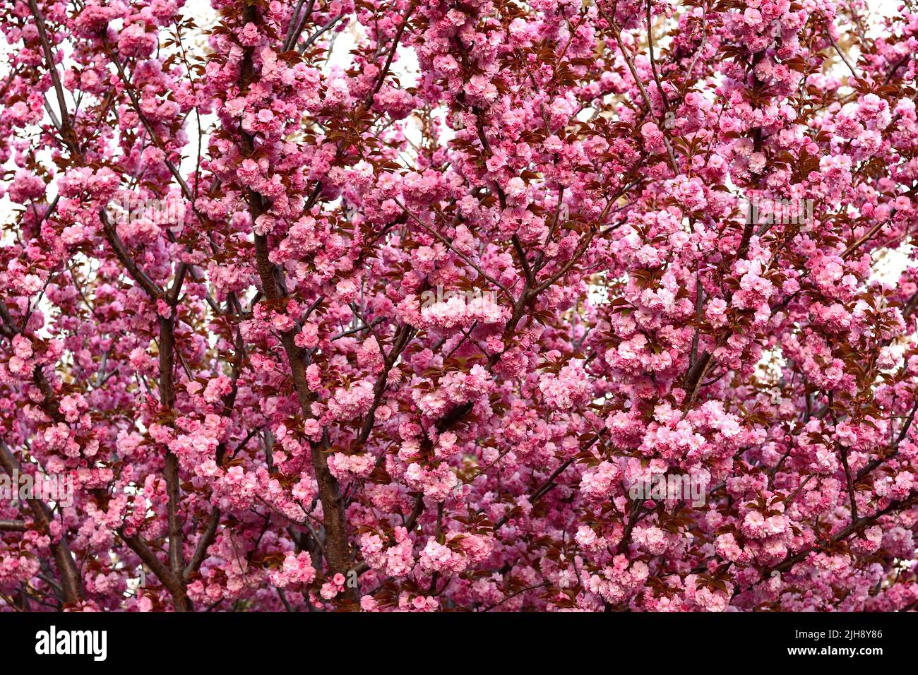 Branche de Prunus Kanzan Cherry. Fleurs doubles roses et feuilles vertes sur fond bleu ciel, gros plan. Prunus serrulata, arbre à fleurs. Banque D'Images