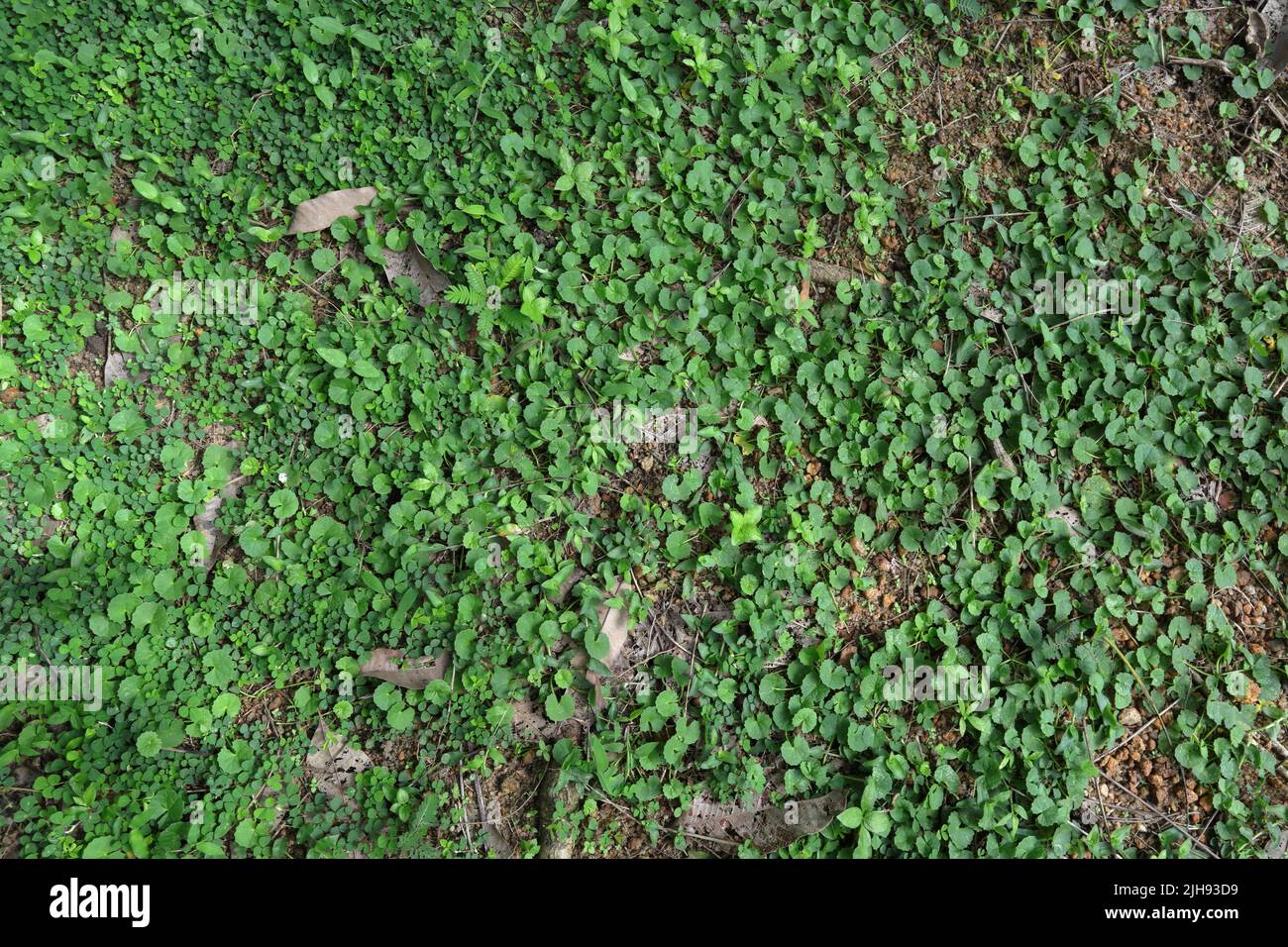 Vue en hauteur des plantes sauvages de pinte indienne ou de Gotu kola (Centella asiatica) avec des plantes de trèfle et plusieurs plantes d'herbe Banque D'Images