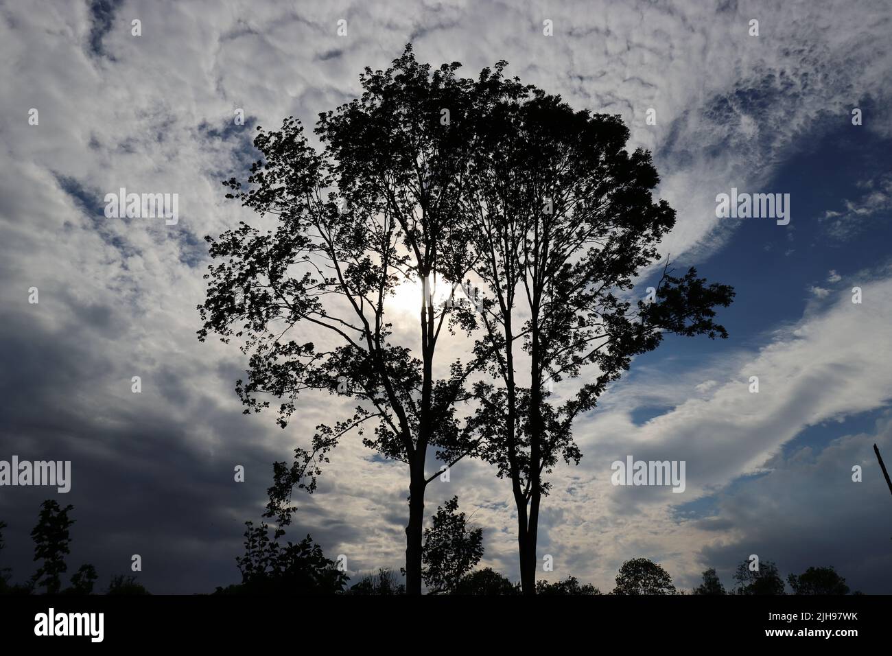 Prise de vue en grand angle d'un paysage de soirée avec nuages, lumière du soleil et silhouettes sombres d'arbres Banque D'Images Prise de vue en grand angle d'un paysage de soirée avec nuages, lumière du soleil et silhouettes sombres d'arbres Banque D'Images