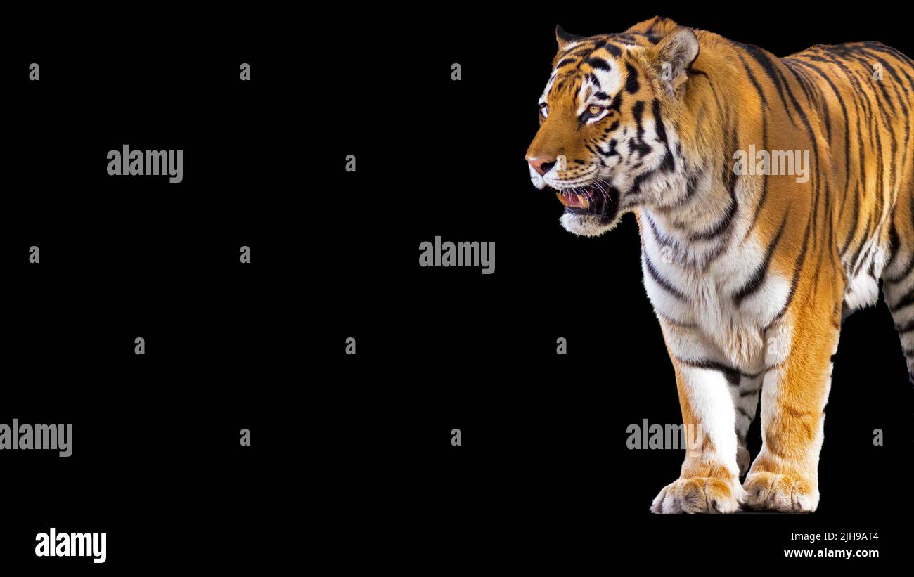 Portrait d'un tigre isolé sur fond noir avec de la place pour le texte Banque D'Images