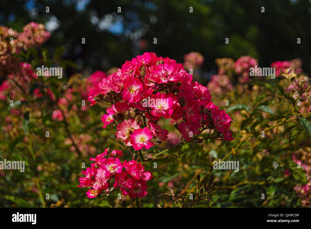 Rose rose dans un rosegarden à Dresde Banque D'Images