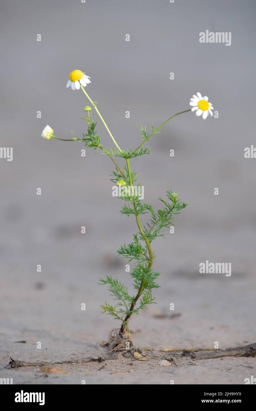 Flowers of pampa Banque de photographies et d'images à haute résolution -  Alamy