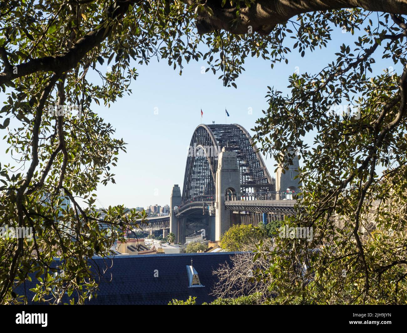 Le pont du port de Sydney encadré par les branches d'une figure de la baie de Moreton (Ficus macrophylla) à Observatory Hill. Nouvelle-Galles du Sud. Banque D'Images