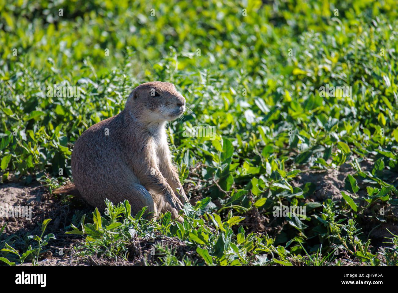 Un chien de prairie donne sur le terrain au parc national Theodore Roosevelt, dans le Dakota du Nord Banque D'Images