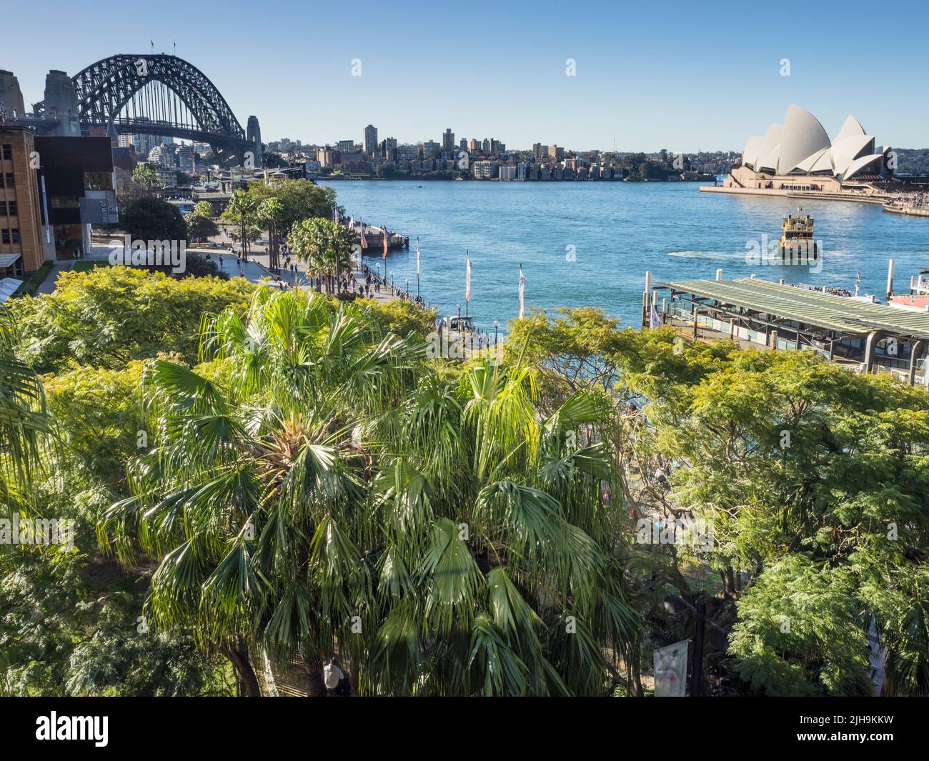 Chou Palms (Livistona australis) en face de Sydney Cove, Circular Quay, avec le pont du port de Sydney, l'opéra et le ferry du port. Banque D'Images