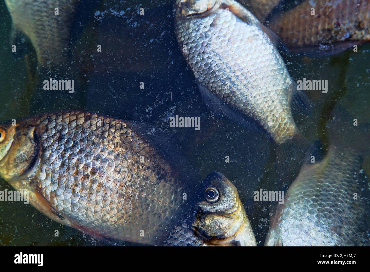 Poissons morts sur l'étang, empoisonnement de masse. Carpe de poisson clair sur fond sombre de l'eau d'automne sombre Banque D'Images