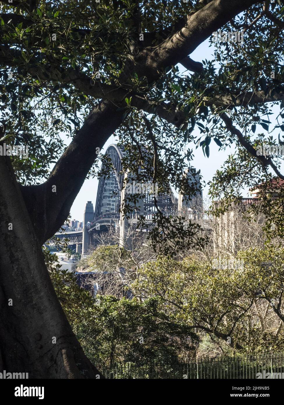 Le pont du port de Sydney encadré par les branches d'une figure de la baie de Moreton (Ficus macrophylla) à Observatory Hill. Nouvelle-Galles du Sud. Banque D'Images