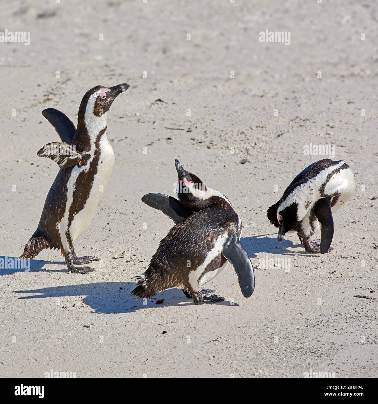 Pingouins à Boulders Beach en Afrique du Sud. Oiseaux jouant et marchant sur le sable sur une plage isolée et vide. Animaux isolés et isolés Banque D'Images