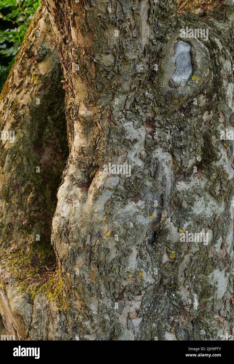 Gros plan de l'écorce d'arbre brisée sur le vieux tronc de conifères dans la forêt tranquille ou les bois. Détail de texture de copeaux de bois rugueux provenant du climat, des algues ou de la mousse. Sec Banque D'Images