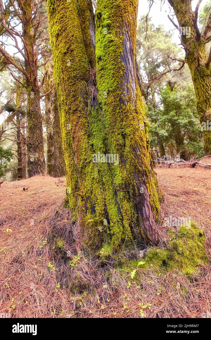 Mousse et algues poussant sur de grands pins dans une forêt sur les montagnes de la Palma, îles Canaries, Espagne. Paysage naturel pittoresque avec texture en bois Banque D'Images