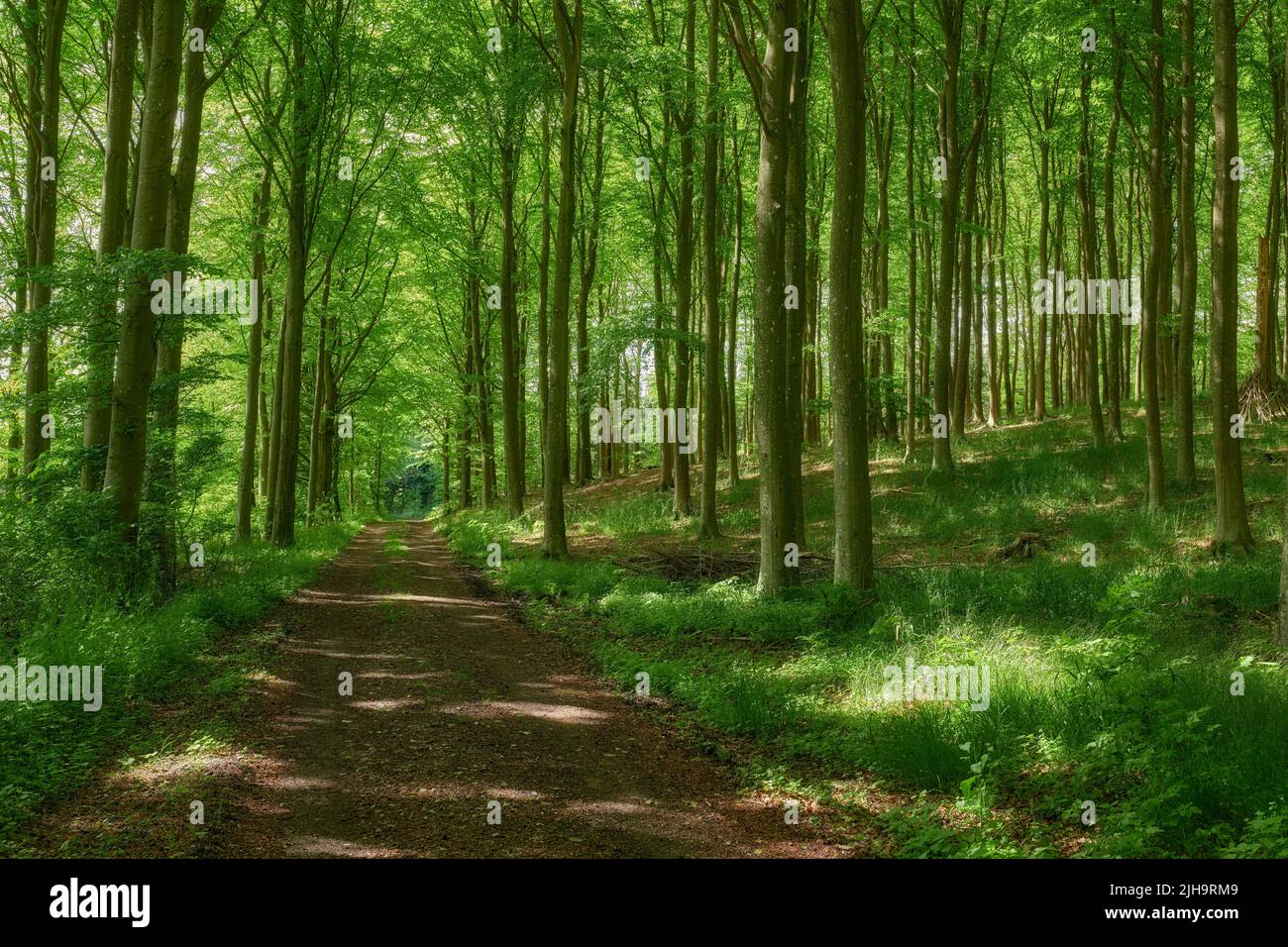 Chemin mystérieux caché menant à travers les hêtres en croissance dans la forêt décidue magique dans une forêt isolée, sereine et calme. Vue sur le paysage de verdure luxuriante Banque D'Images