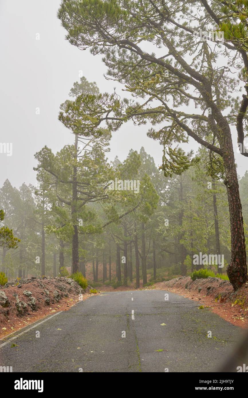 Route vide dans une forêt brumeuse avec un ciel gris. Paysage d'une route mystérieuse et brumeuse dans la nature, voyageant à travers une belle colline pittoresque ou Banque D'Images