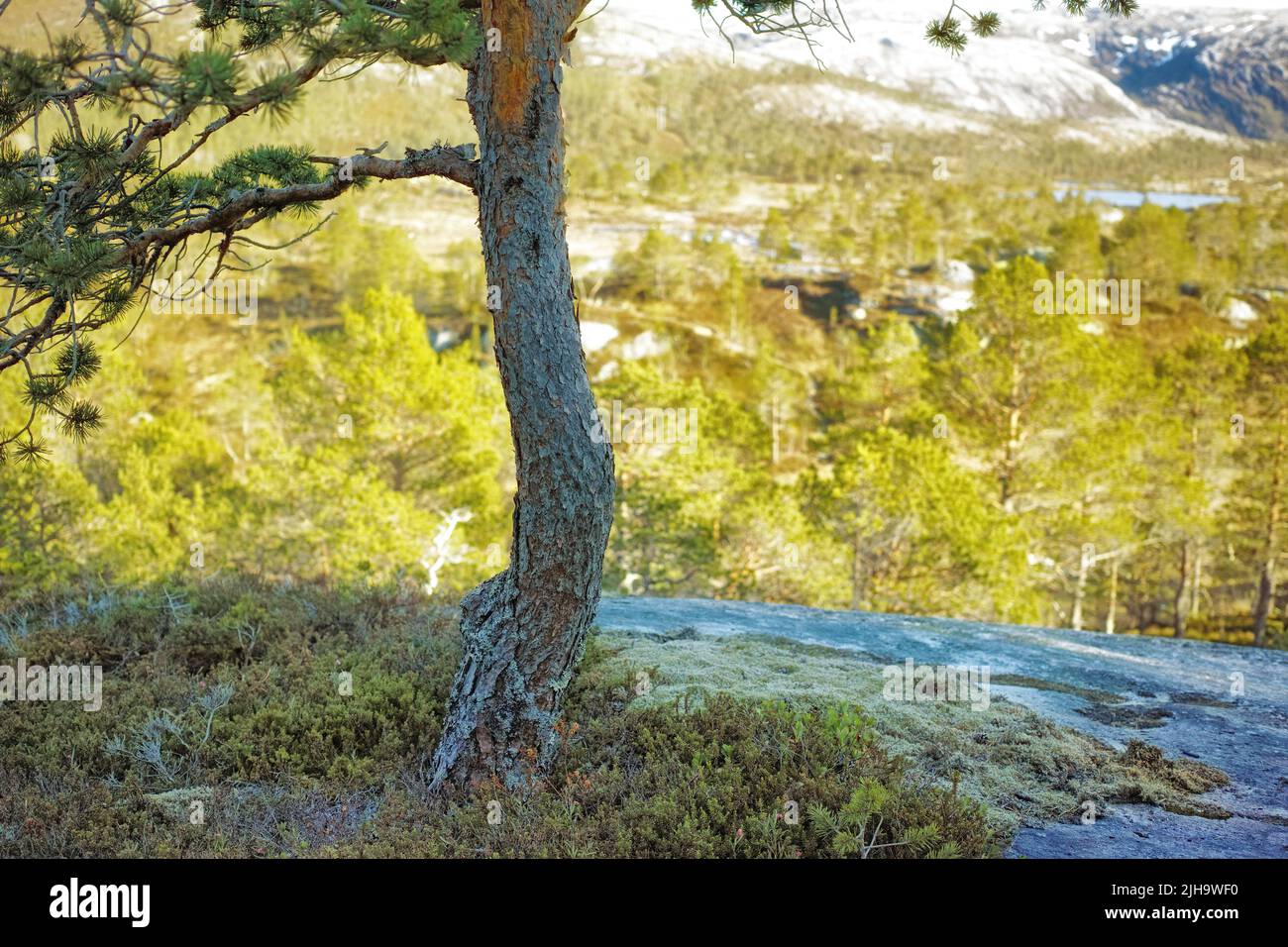 Environnement conservation de la nature ou réserve de pins de montagne dans une forêt de conifères isolée dans une campagne paisible et sereine. Paysage de Banque D'Images