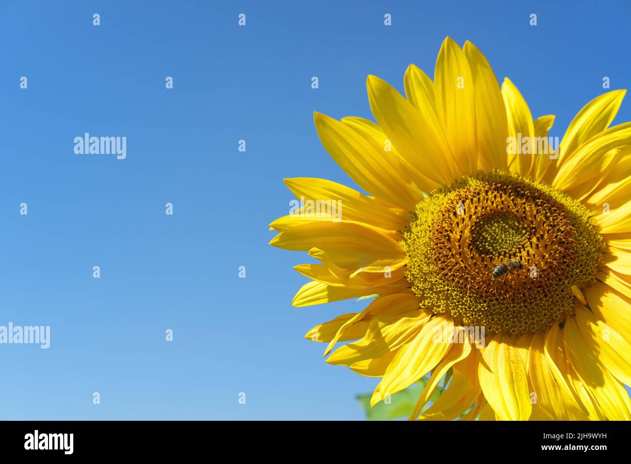 Tournesol jaune à un jour ensoleillé avec une abeille sur la fleur et beau ciel bleu à l'arrière-plan Banque D'Images
