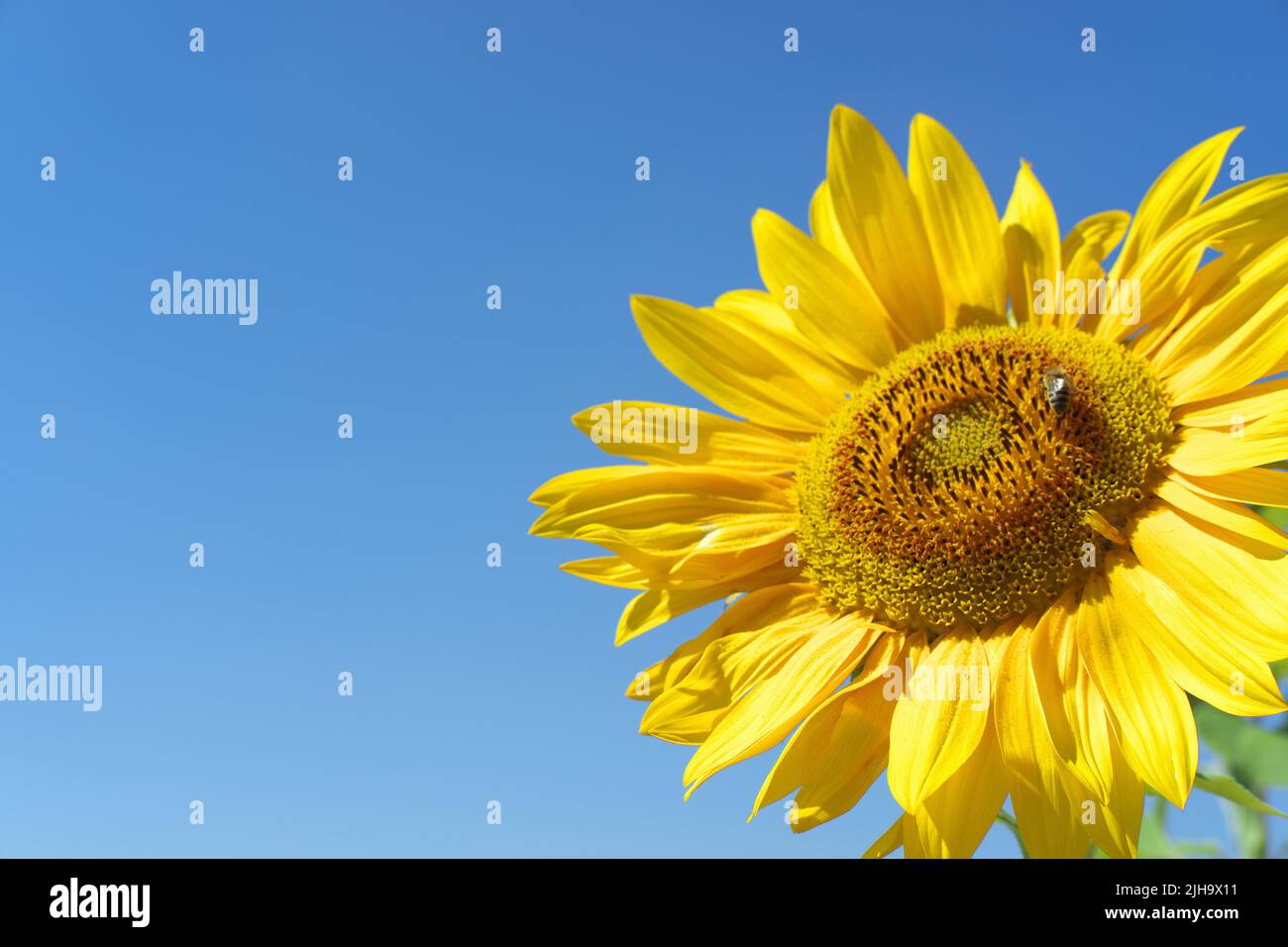 Tournesol jaune à un jour ensoleillé avec une abeille sur la fleur et beau ciel bleu à l'arrière-plan Banque D'Images