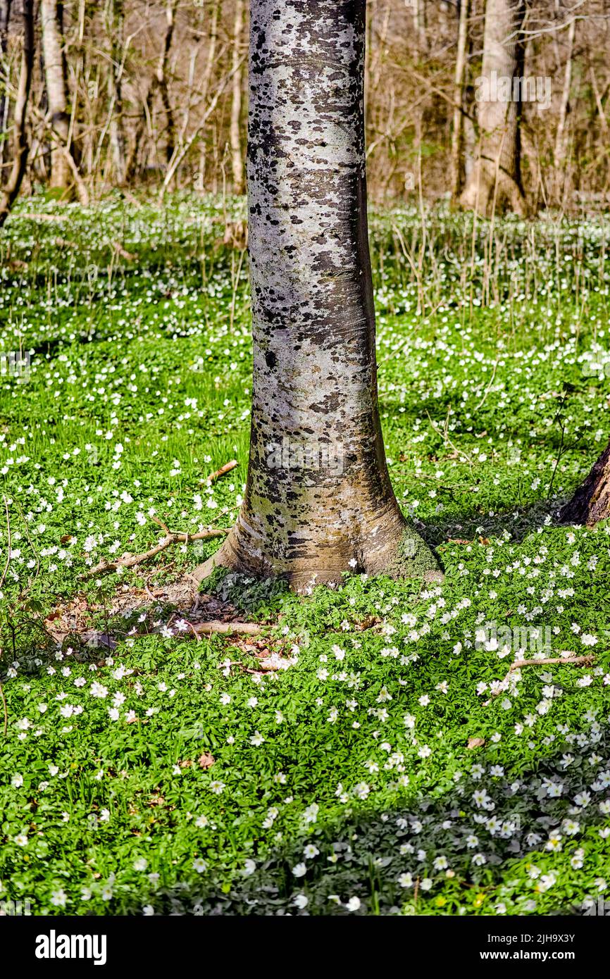 Champ floral avec arbres dans une forêt. Magnifique paysage de nombreuses fleurs d'anémones en bois qui fleurissent ou poussent près d'un tronc de bouleau dans un pré de printemps Banque D'Images