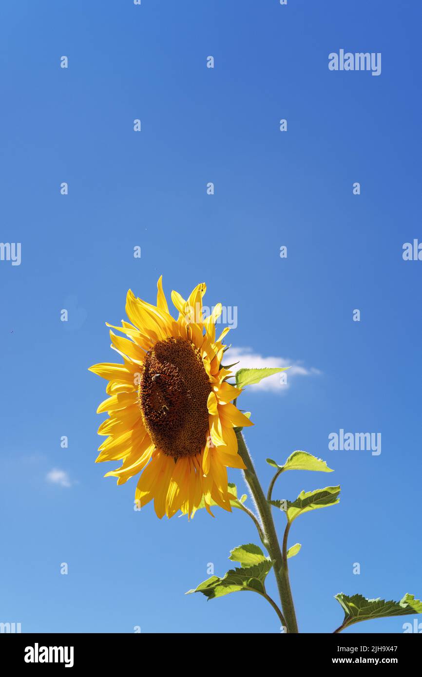 Tournesol jaune à un jour ensoleillé avec une abeille sur la fleur et beau ciel bleu à l'arrière-plan Banque D'Images