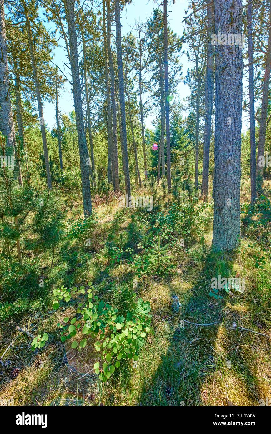 Vue sur le paysage d'une forêt de conifères luxuriante, verdoyante et ...