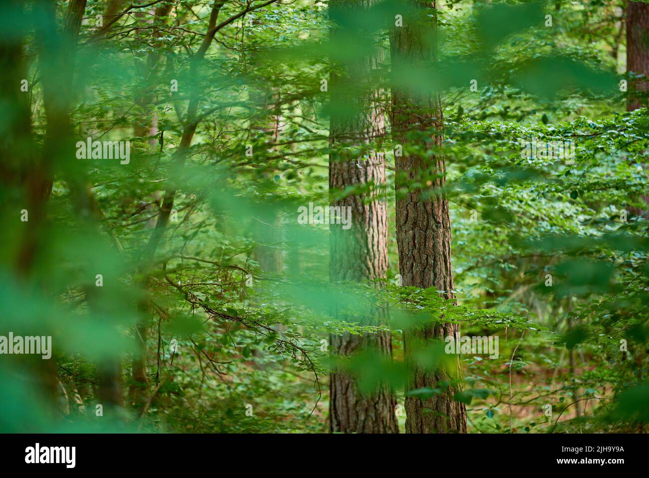 Paysage verdoyant et pittoresque avec arbres à feuilles caduques vert frais dans un environnement naturel isolé. Vue sur une forêt de conifères saturée avec des feuilles vibrantes Banque D'Images