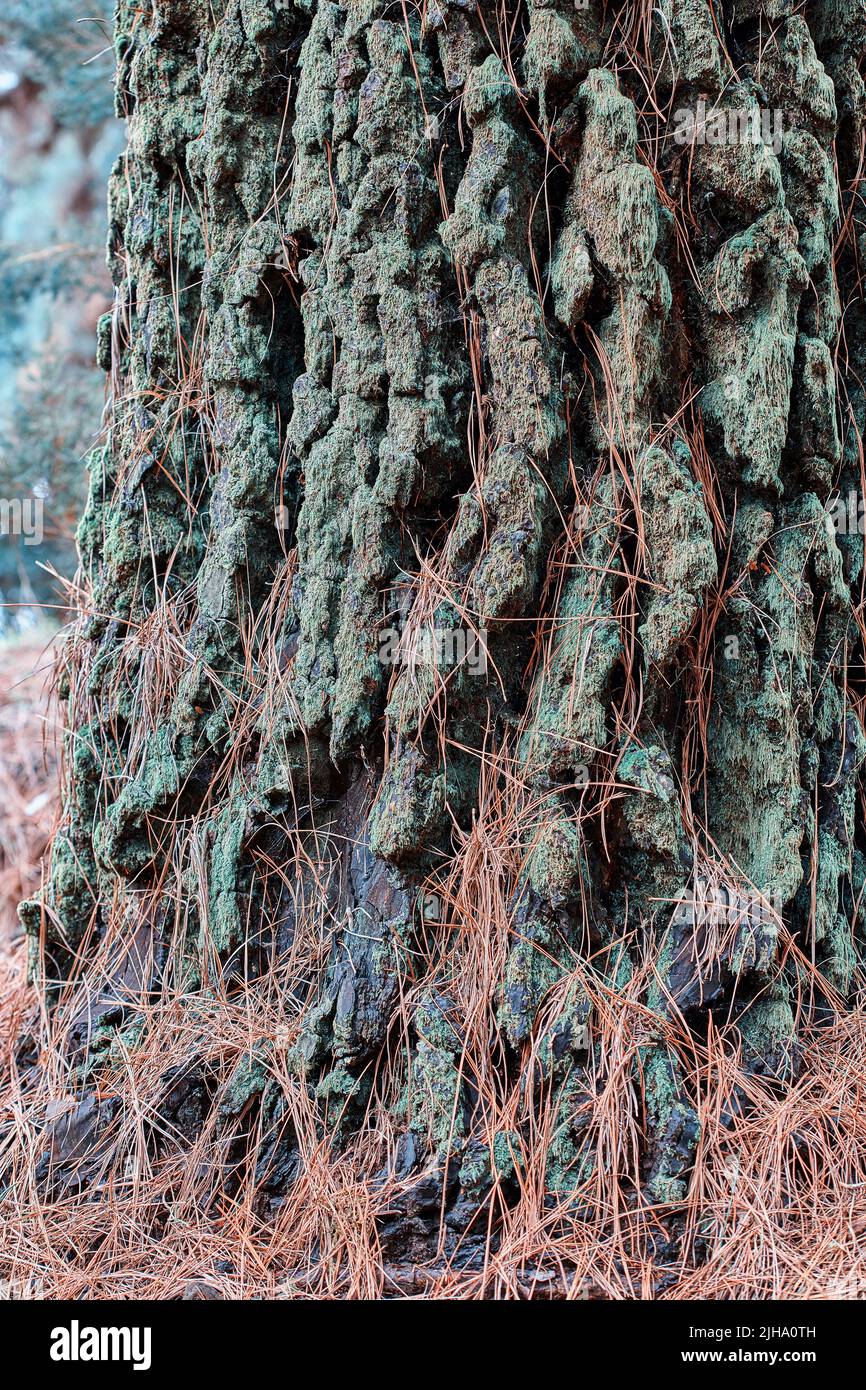 Gros plan d'une écorce de pin dans la forêt le matin de l'automne. Brindilles sauvages avec détails d'un vieux tronc couvert de mousse et d'herbe sèche dans le Banque D'Images