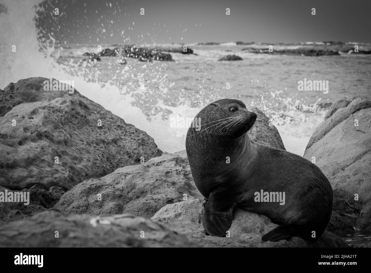 Le phoque à fourrure de la Nouvelle-Zélande se tourne pour regarder autour des vagues qui s'écrasont sur les rochers autour de lui à Kaikoura.1 Banque D'Images