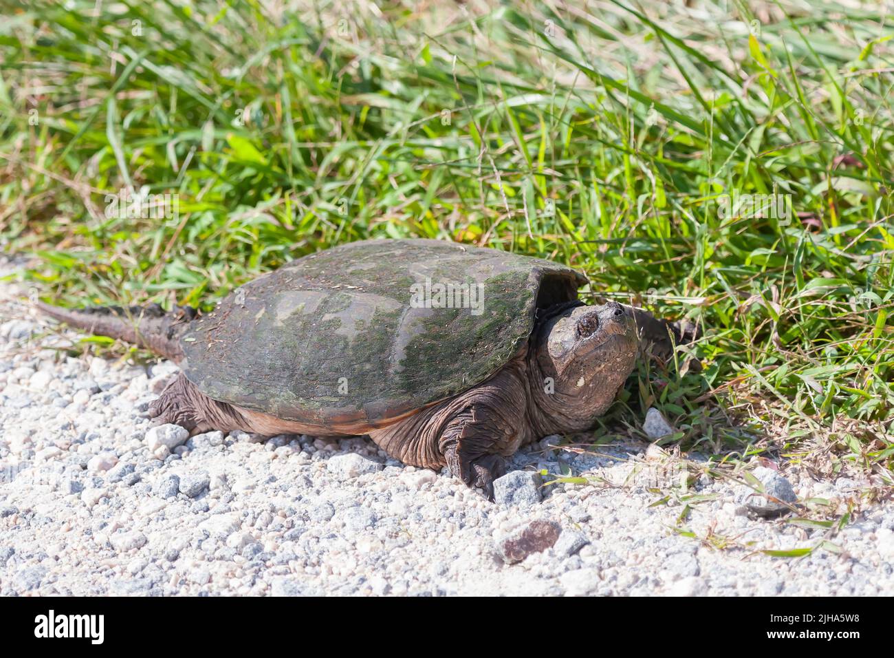 Tortue commune (Chelydra serpentina). Réserve naturelle nationale de Bombay Hook. Delaware. ÉTATS-UNIS Banque D'Images Tortue commune (Chelydra serpentina). Réserve naturelle nationale de Bombay Hook. Delaware. ÉTATS-UNIS Banque D'Images