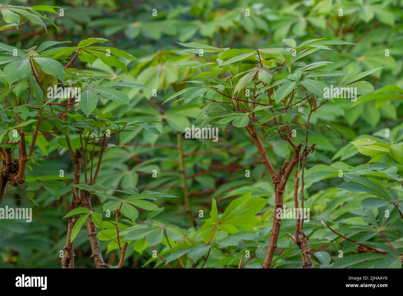 Les feuilles vertes de manioc dans le jardin, utilisées pour l'approvisionnement en légumes, répondent aux besoins quotidiens en fibres et en légumes Banque D'Images