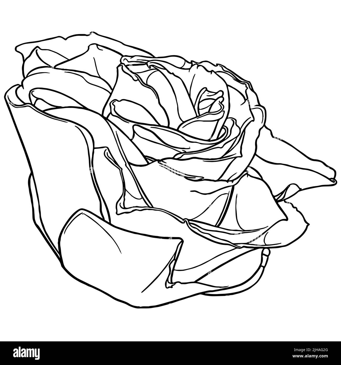 Illustration graphique à fleurs de rose Deep Secret. Dessin au trait de timbre botanique Banque D'Images
