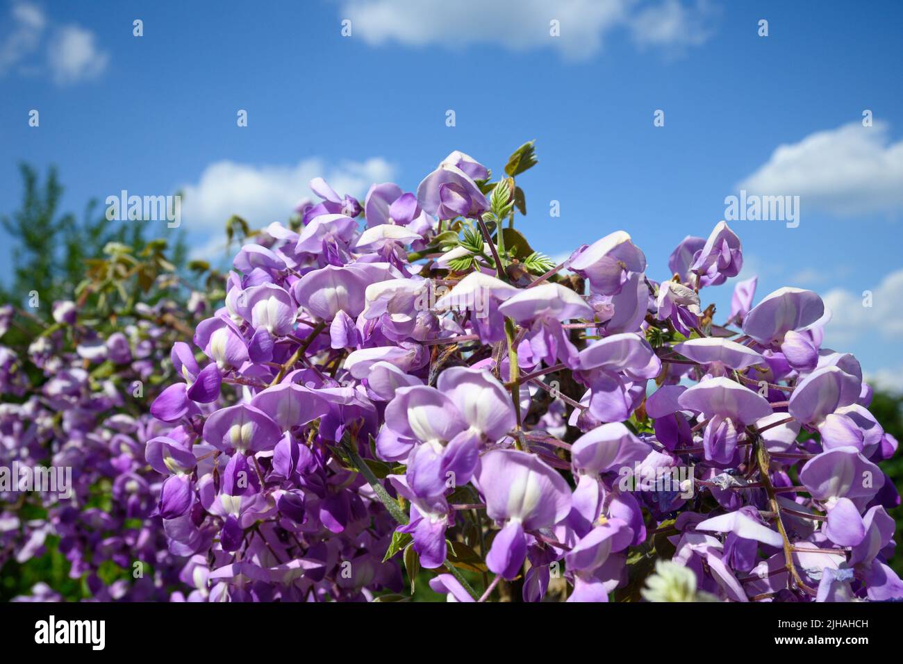 Les fleurs de glycine au printemps Banque D'Images