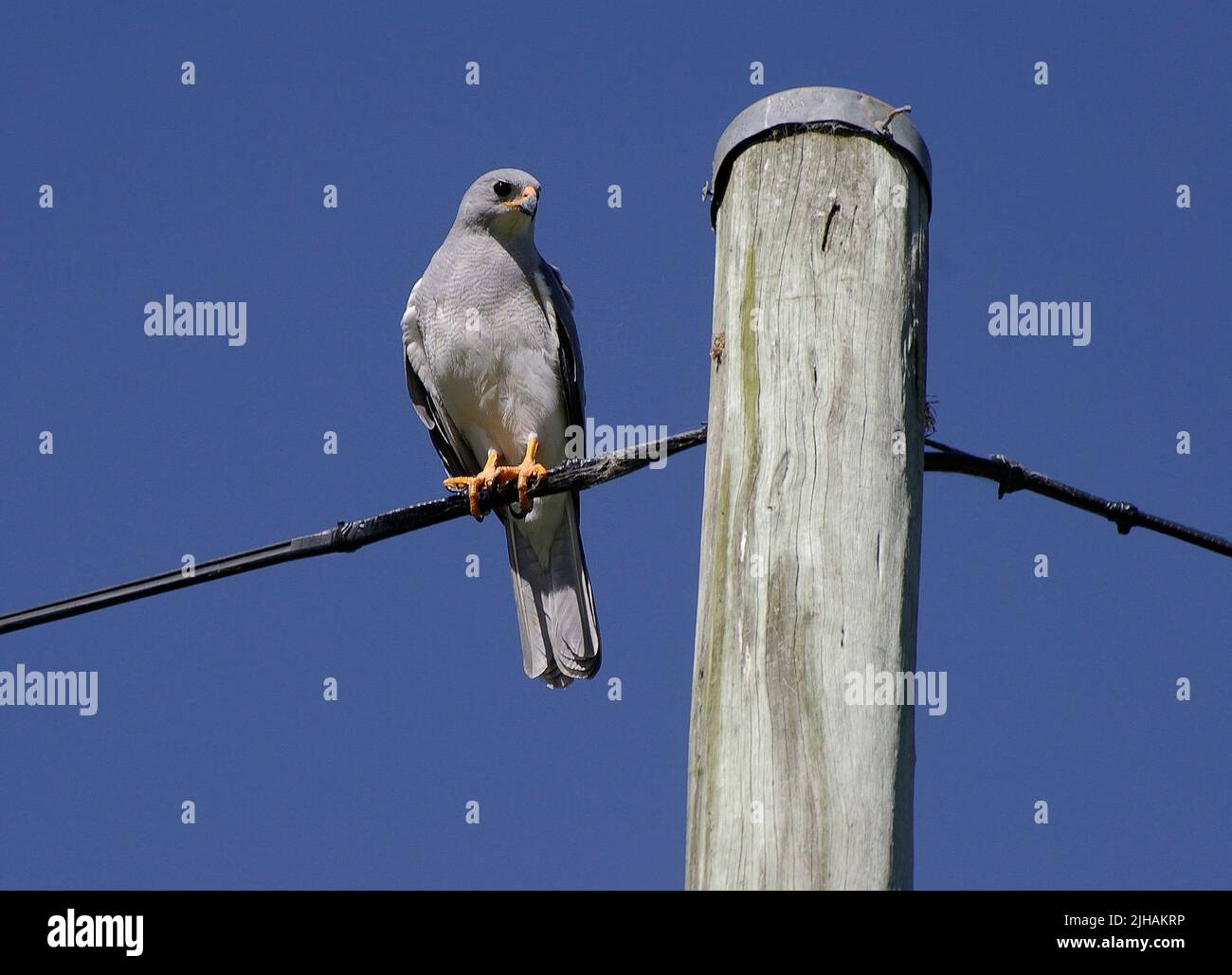 Le Goshawk gris australien, Accipiter novaehollandiae, perché sur un câble électrique à côté de la perche, en regardant à droite. Tamborine Mountain, Queensland Banque D'Images