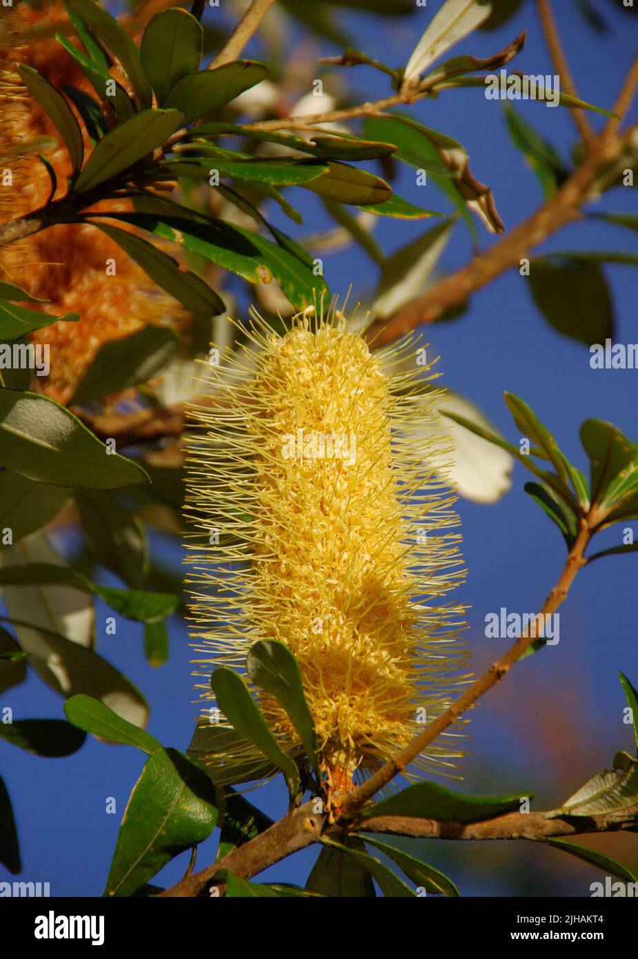 Tête cylindrique de fleur jaune pâle de banksia côtier australien, Banksia integrifolia. Soleil d'automne dans le jardin du Queensland. Banque D'Images