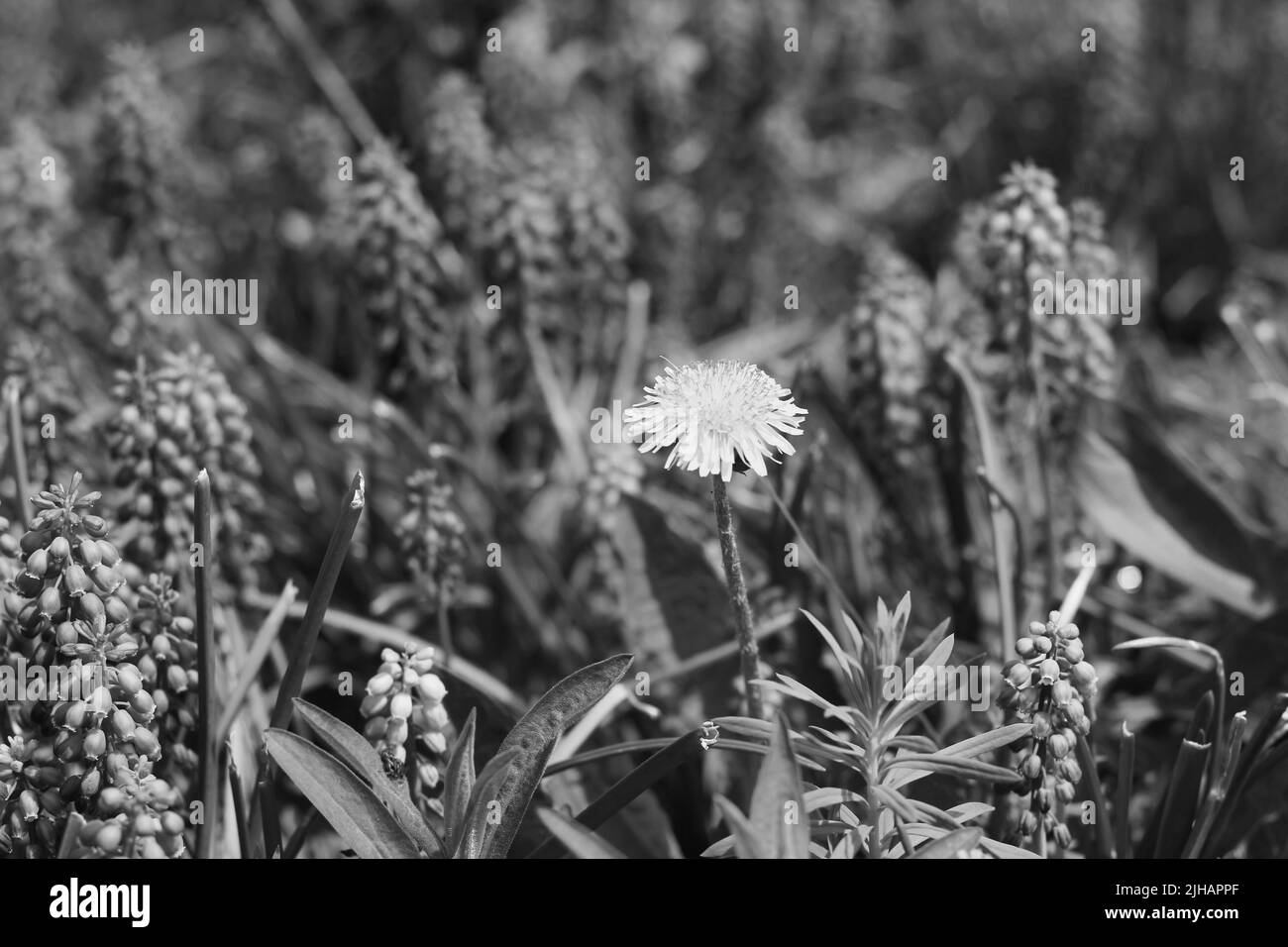 Pissenlit sauvage poussant dans les herbes en noir et blanc. Banque D'Images