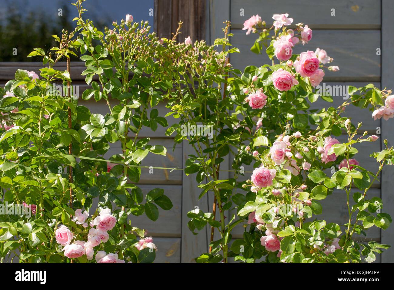 Belle rose nostalgique rose dans un jardin. Climber à grandes fleurs, mélange rose. Rose grimpant Jasmina Banque D'Images