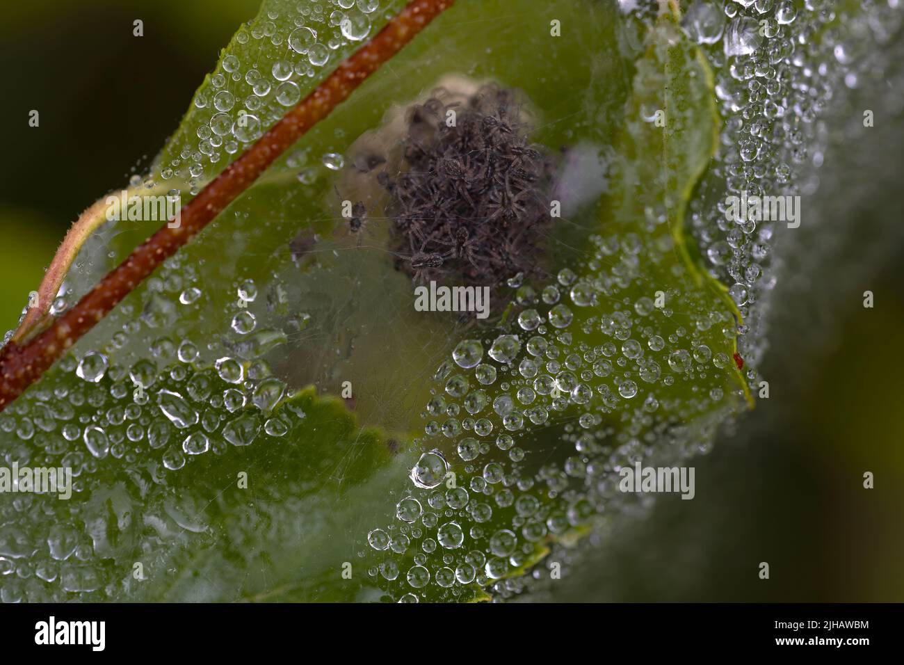 macro photographie d'une feuille enveloppée dans une toile d'araignée avec un nid d'épiderlings à l'intérieur. espace de copie. Faune. Banque D'Images