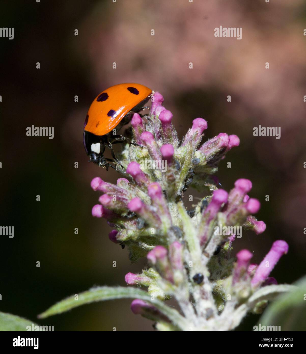 7 spot Ladybird Ladybug Coccinella 7-punctata sur Buddleia rose Banque D'Images