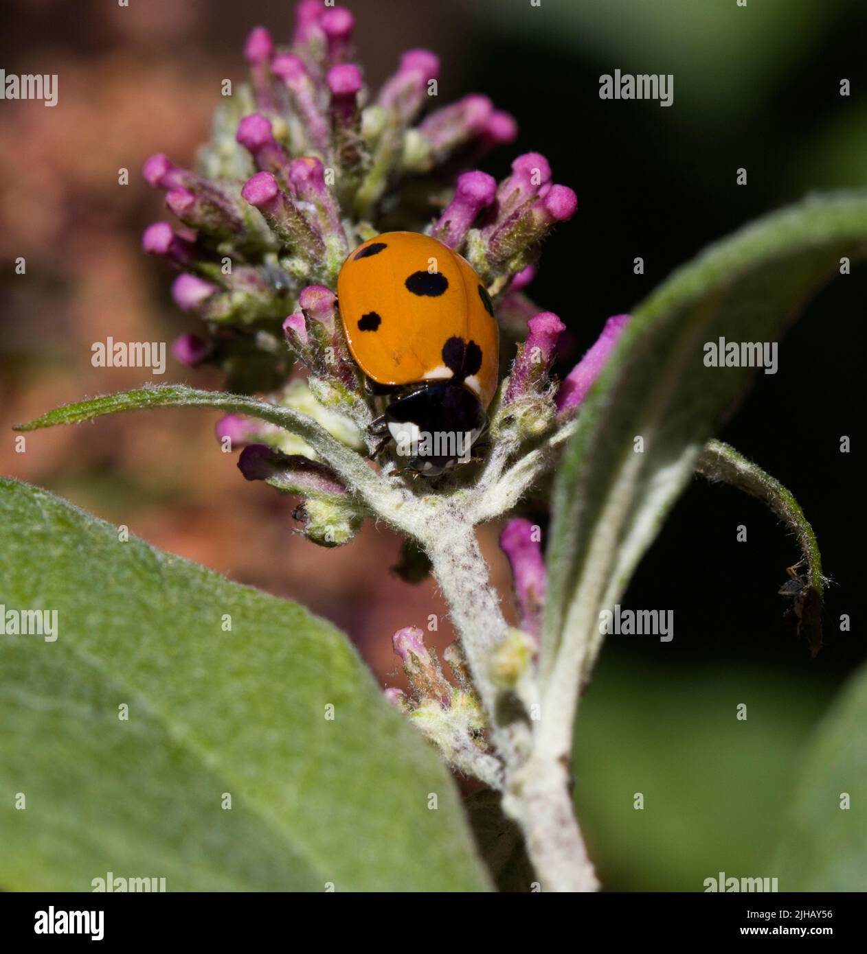 7 spot Ladybird Ladybug Coccinella 7-punctata sur Buddleia rose Banque D'Images