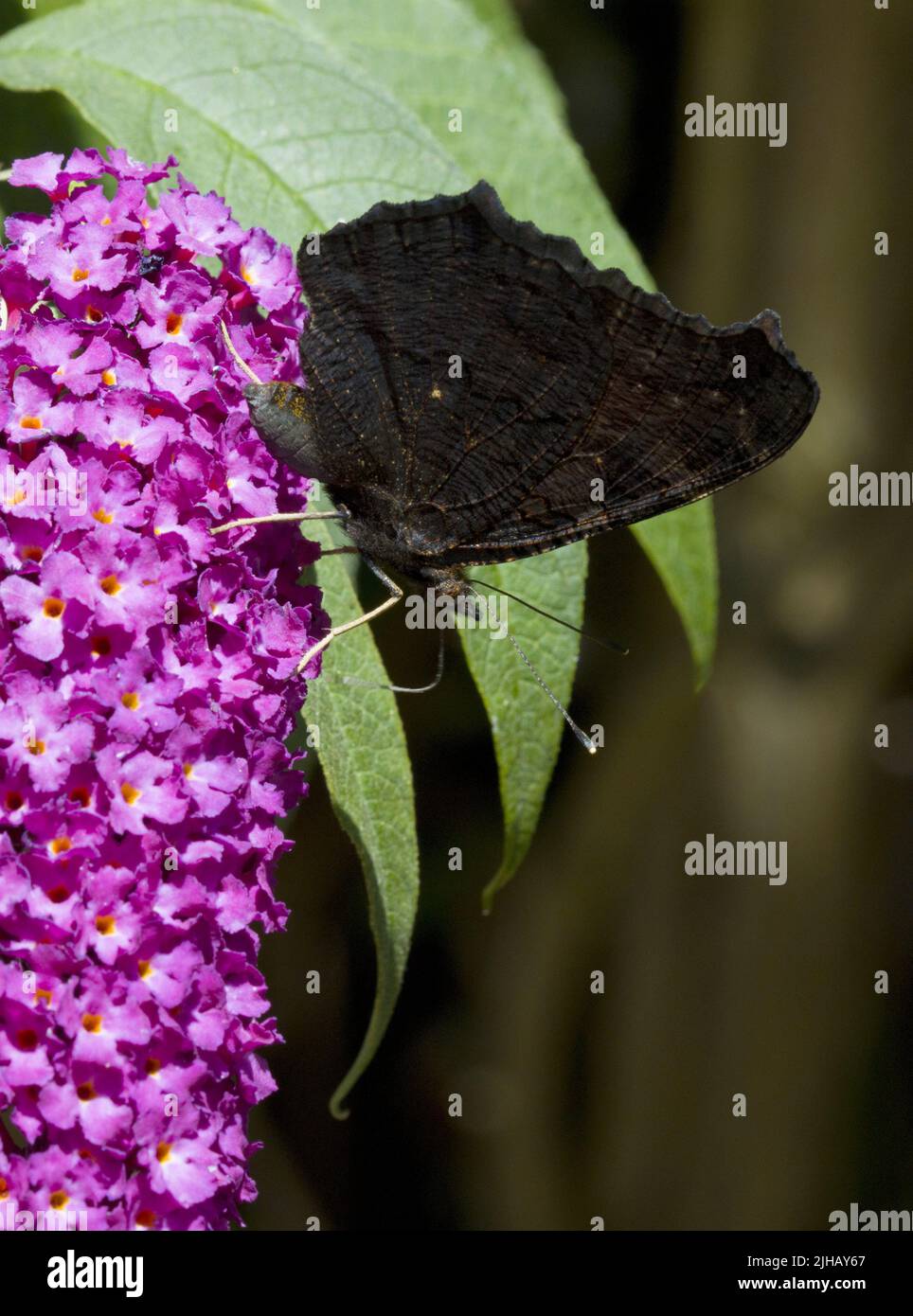 Peacock Butterfly Inachis io avec Proboscis enroulé sur Buddleia violet Banque D'Images