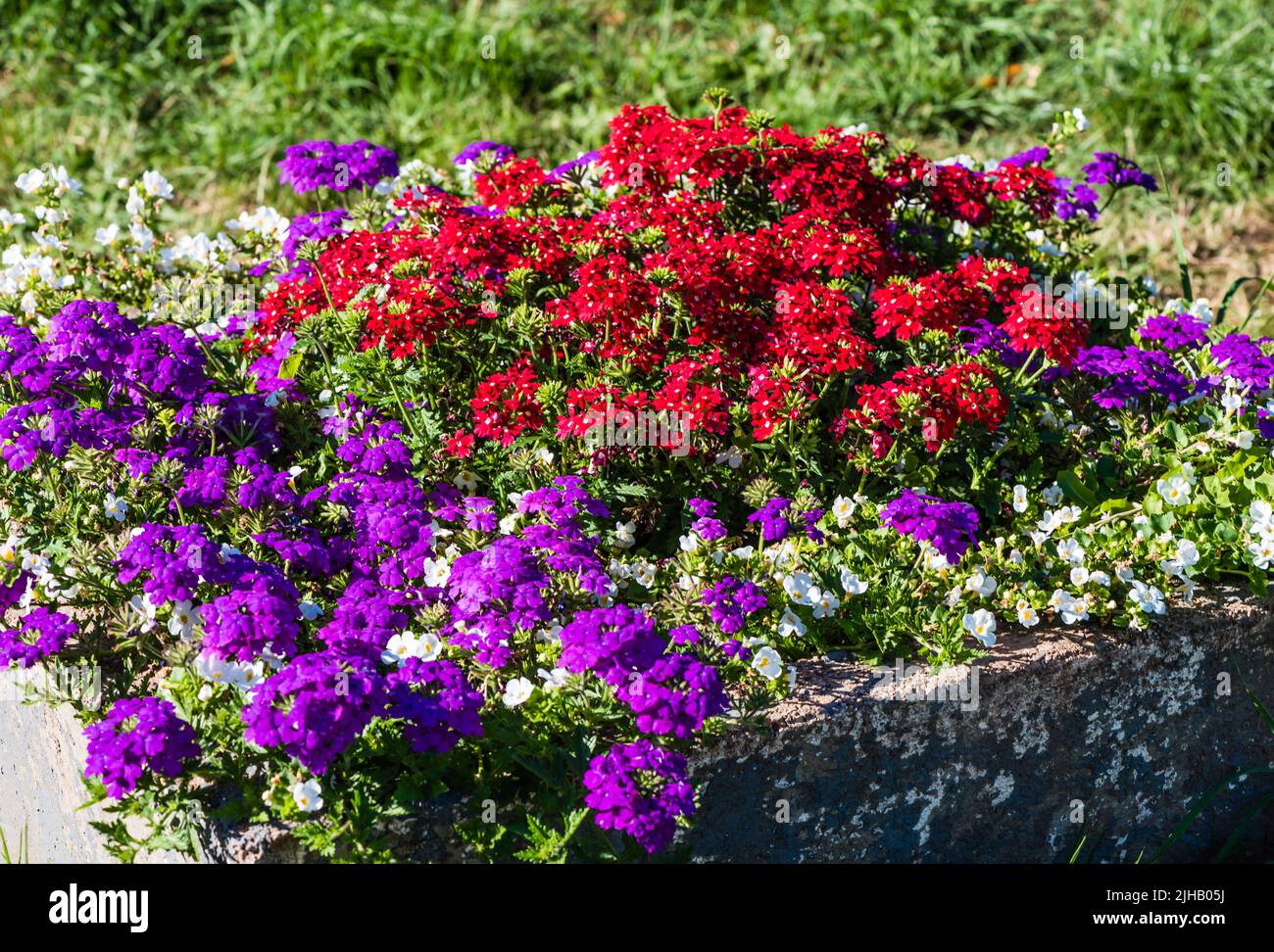 Exposition de fleurs de juillet à East Budgleigh in Bloom. Banque D'Images