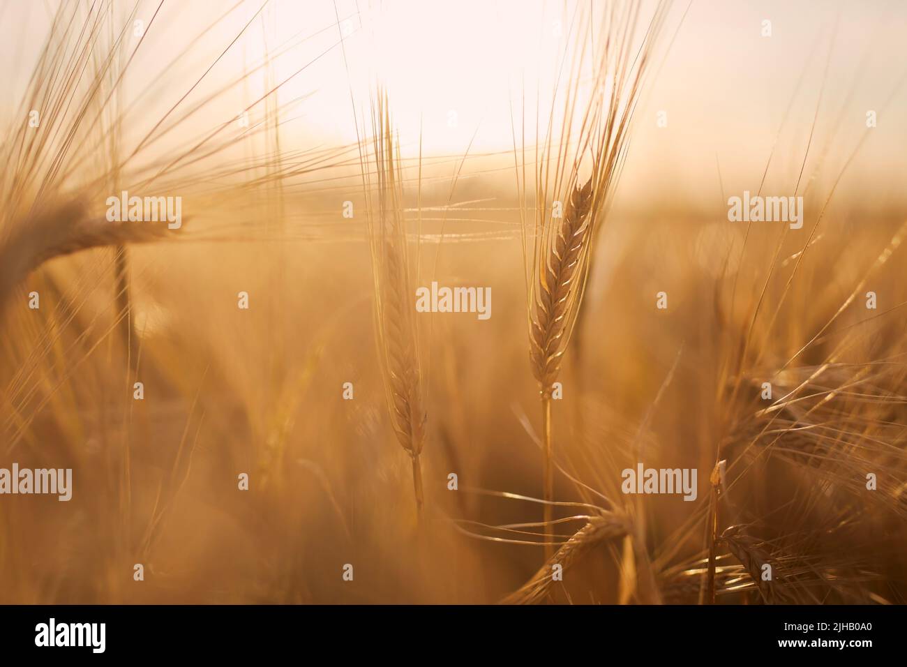 Gros plan de l'orge. Plante céréalière sur le champ agricole au coucher du soleil doré. Banque D'Images