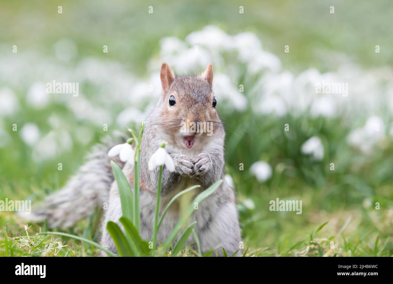 Gros plan d'un écureuil gris mangeant des noix dans les chutes de neige, printemps au Royaume-Uni. Banque D'Images