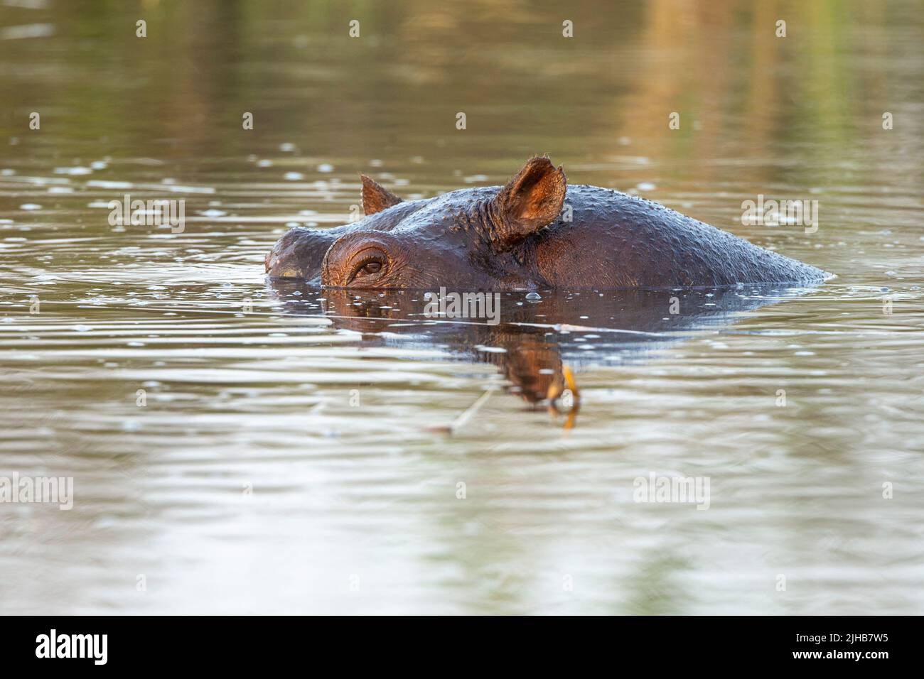 Hippopotame (Hippopotamus amphibius) partiellement immergé dans un trou d'eau. Banque D'Images