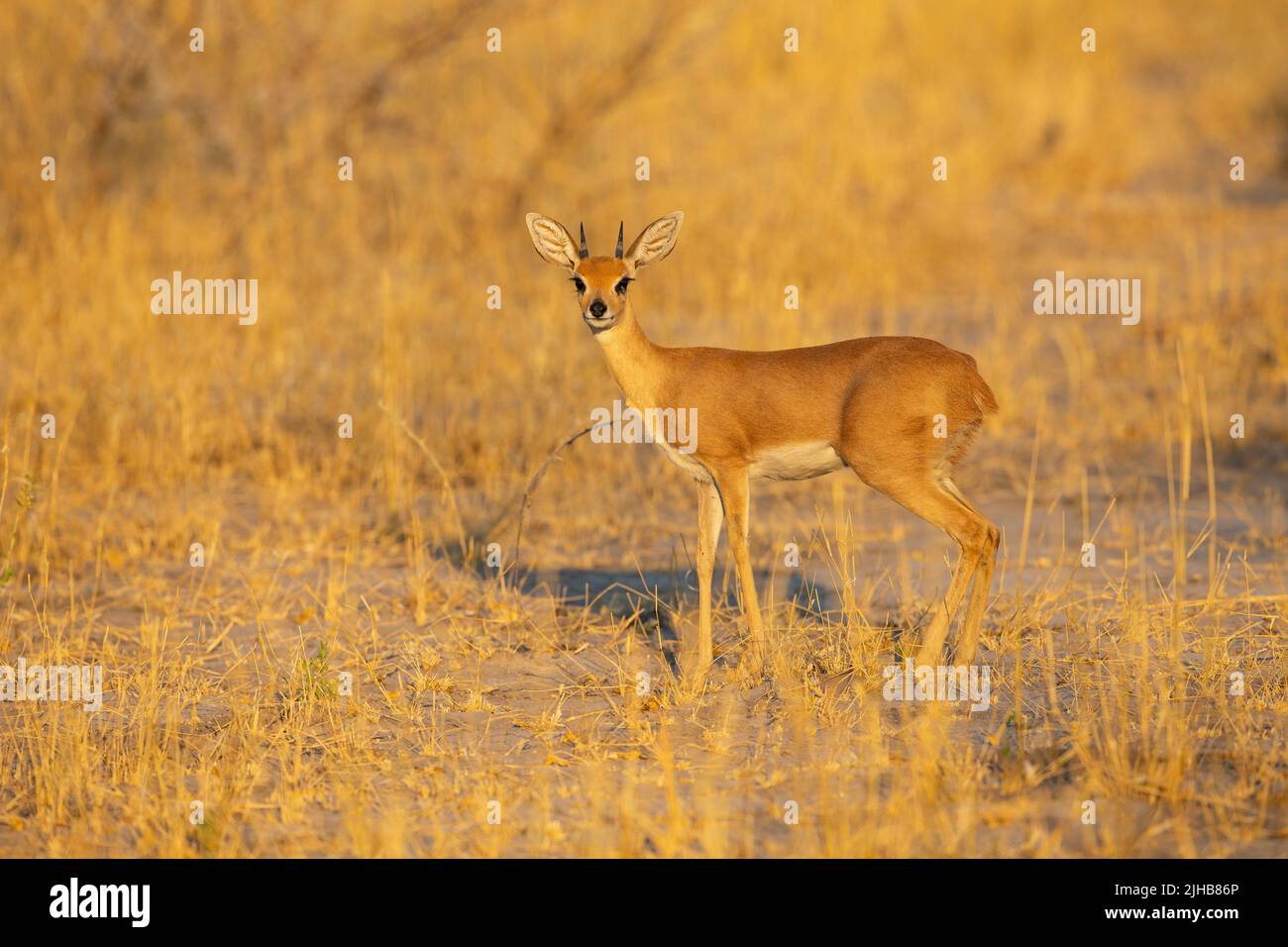 Steenbok (Raphicerus campestris) Banque D'Images