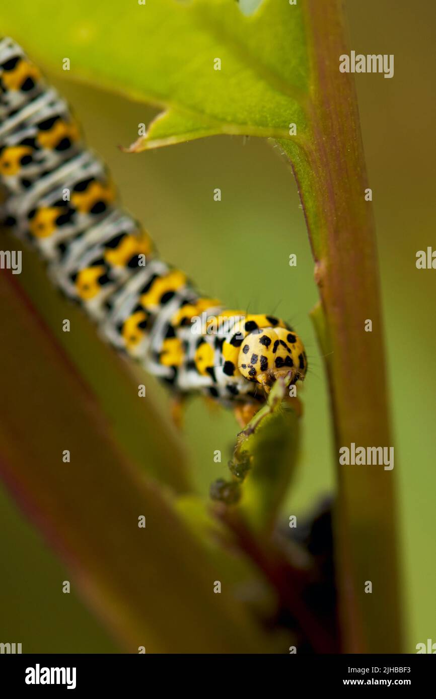 Un gros plan d'une seule chenille de Mullein. Banque D'Images