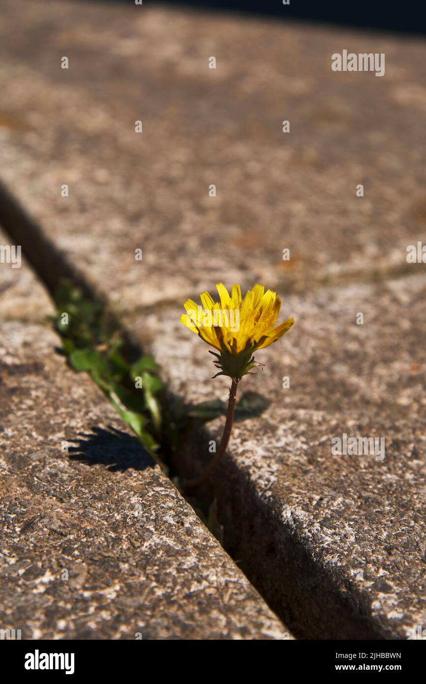 Présence de mauvaises herbes dans les fissures/interstices/joints des pavés Banque D'Images