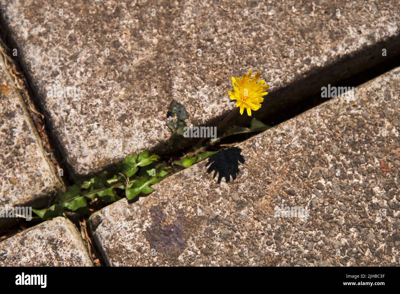 Présence de mauvaises herbes dans les fissures/interstices/joints des pavés Banque D'Images