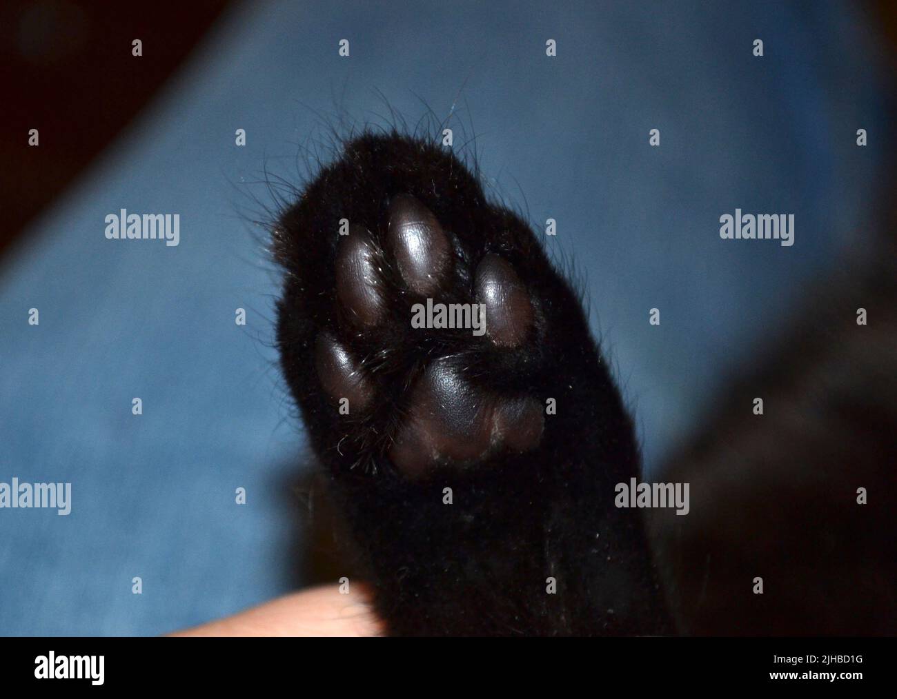 Gros plan sur la patte de chat noire Banque D'Images
