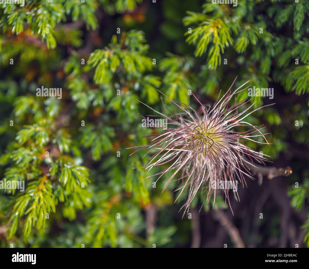 Pasqueflower alpine (Pulsatilla alpina) avec ses têtes de graines soyeuses et poilues (achènes) Banque D'Images