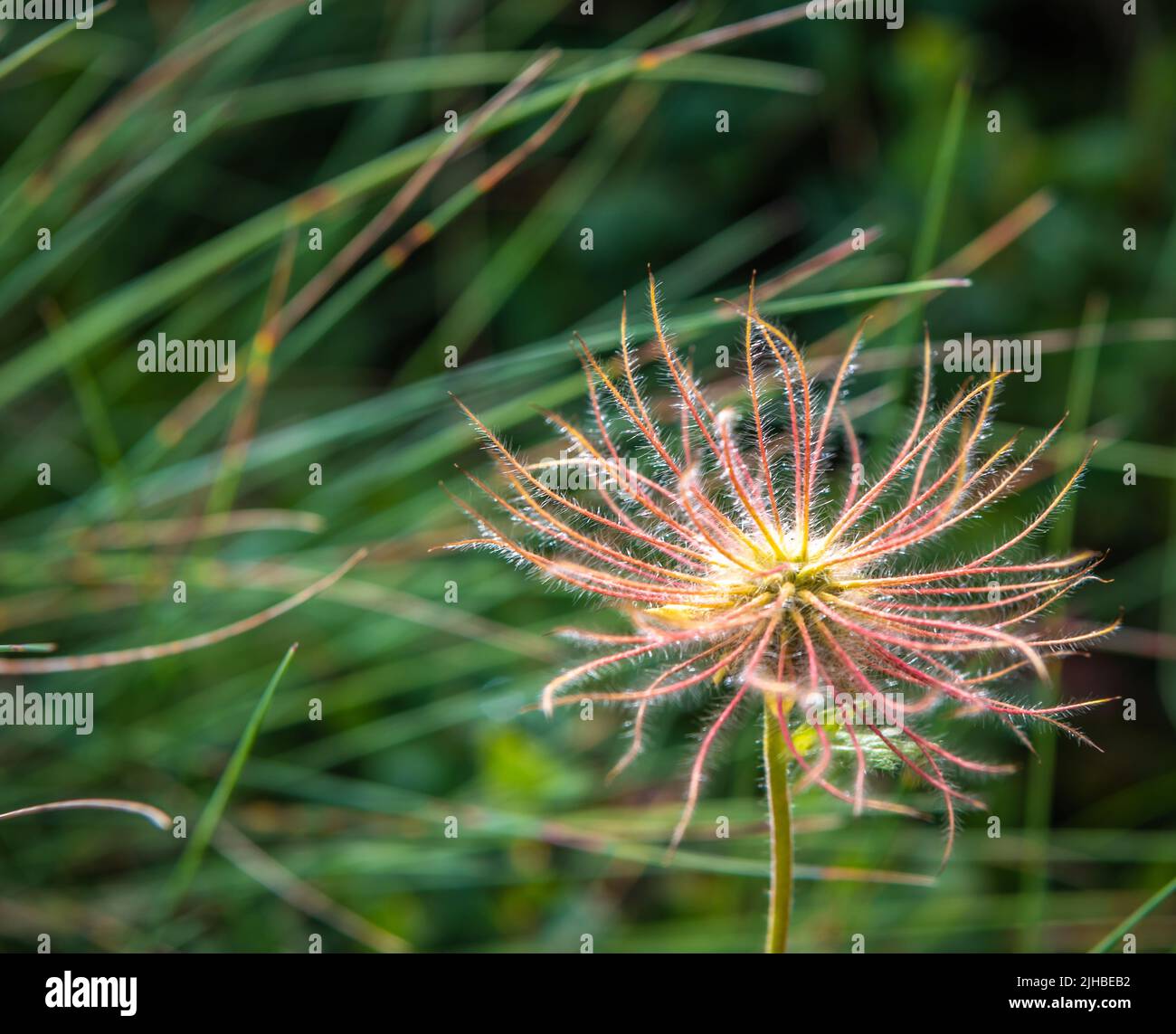 Pasqueflower alpine (Pulsatilla alpina) avec ses têtes de graines soyeuses et poilues (achènes) Banque D'Images