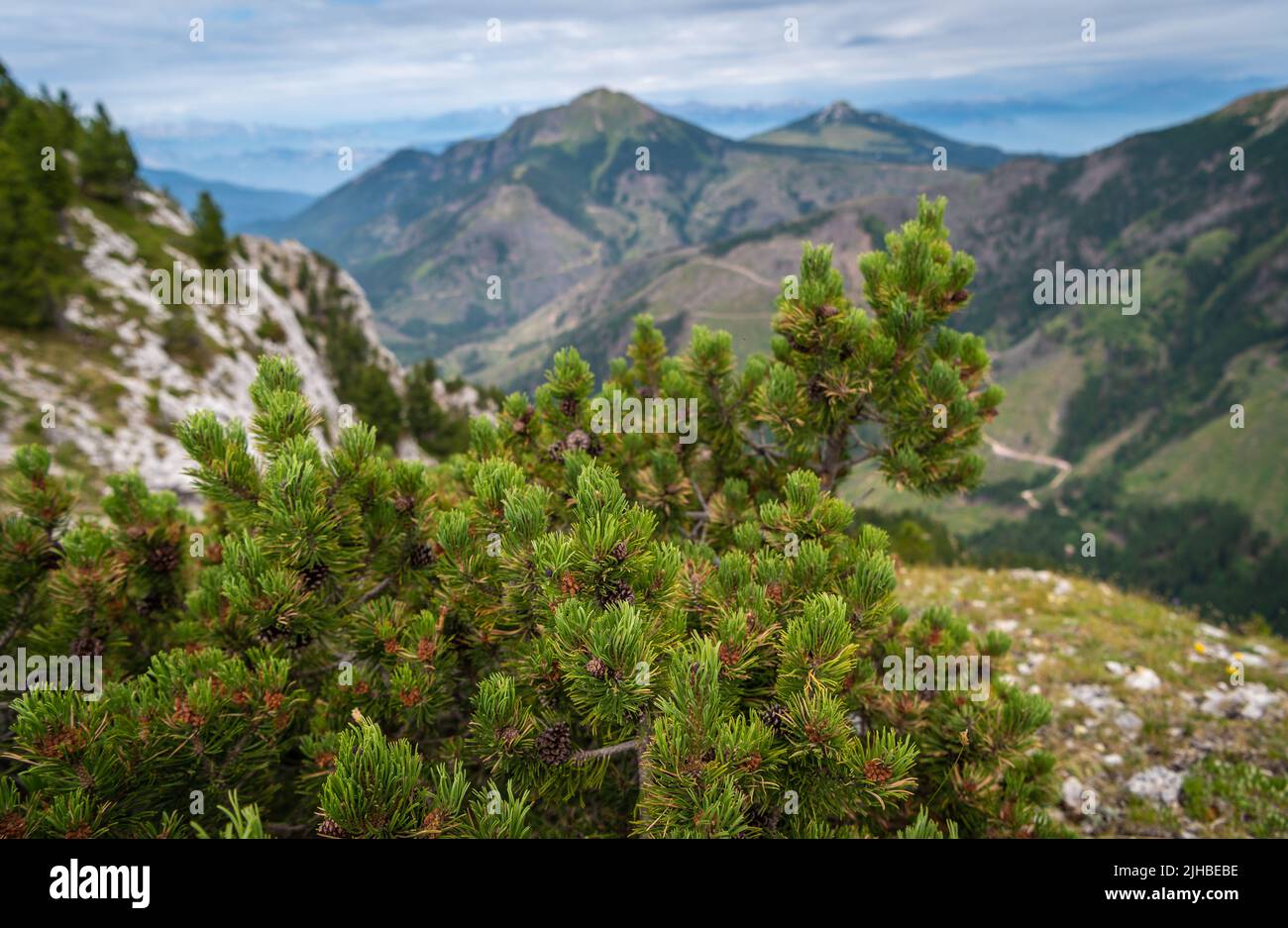 Le Pinus mugo est un conifères arbusté et broussaillé avec un palier de Prostrate et tordu. Dolomiti, nord de l'Italie. PIN de montagne (Pinus mugo). Banque D'Images
