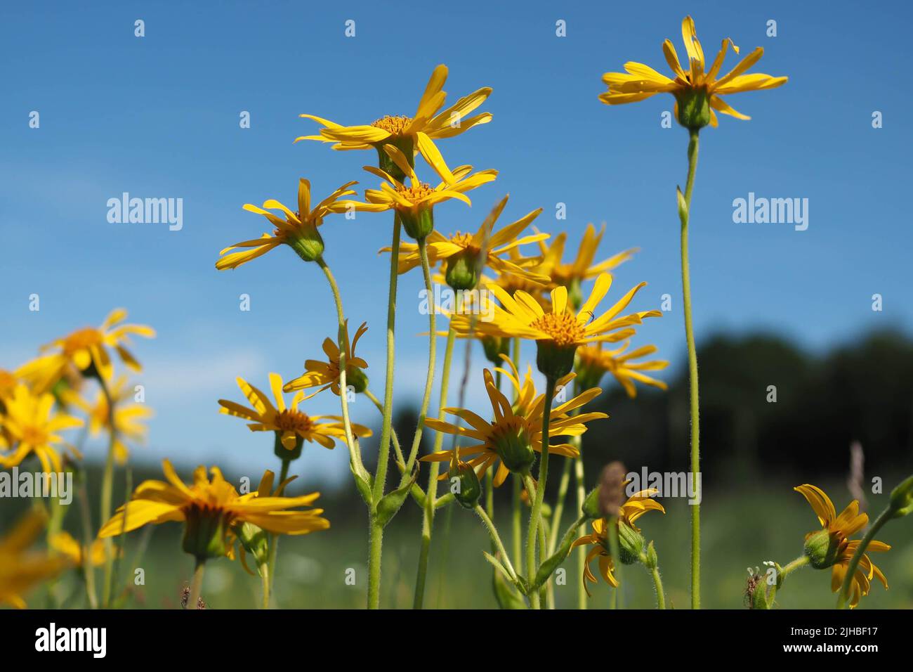 un groupe de plantes arnica à fleurs jaunes dans la lumière du soleil, dans le ciel bleu d'arrière-plan avec une silhouette d'une forêt et d'un pré Banque D'Images